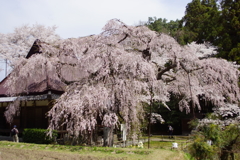 城之山桜