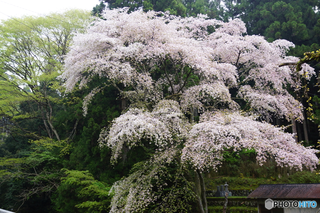 新緑と桜