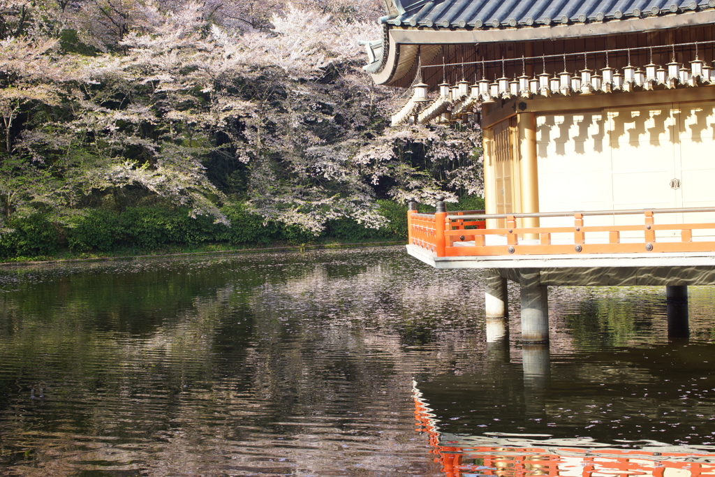 映り込みと桜