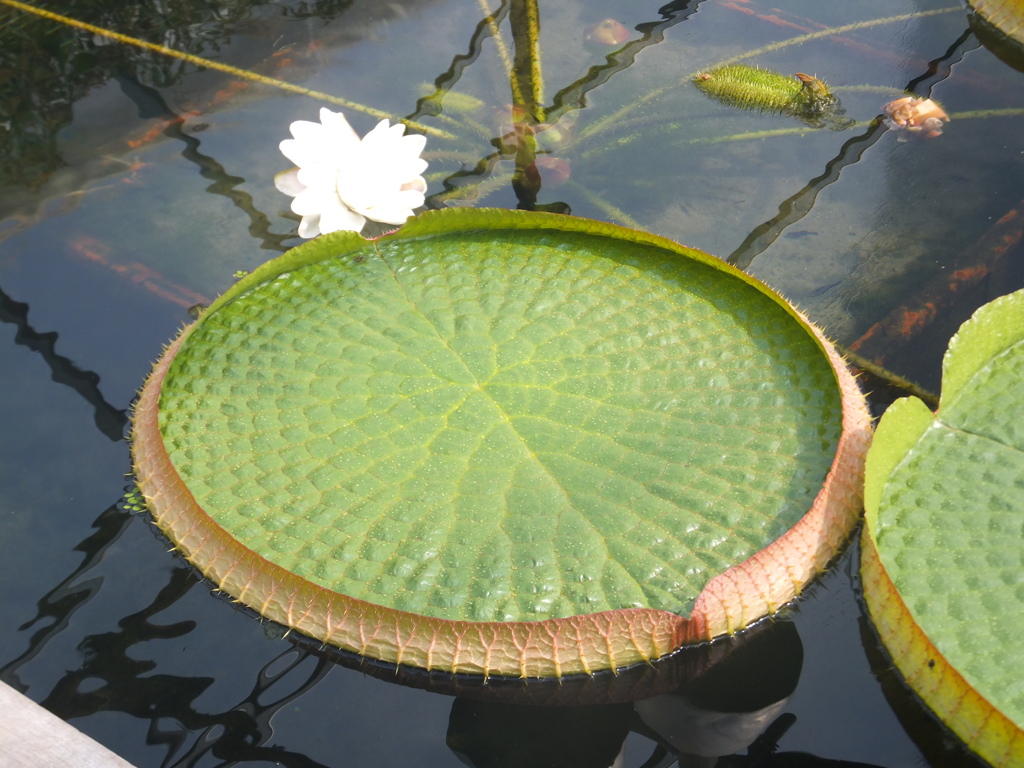 オニハスの花
