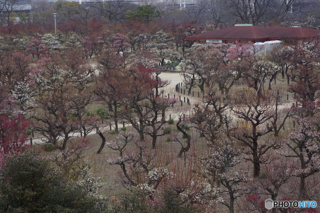 大阪城梅園