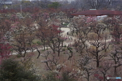 大阪城梅園