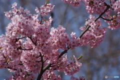 青空と川津桜