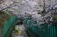 春の乙女桜