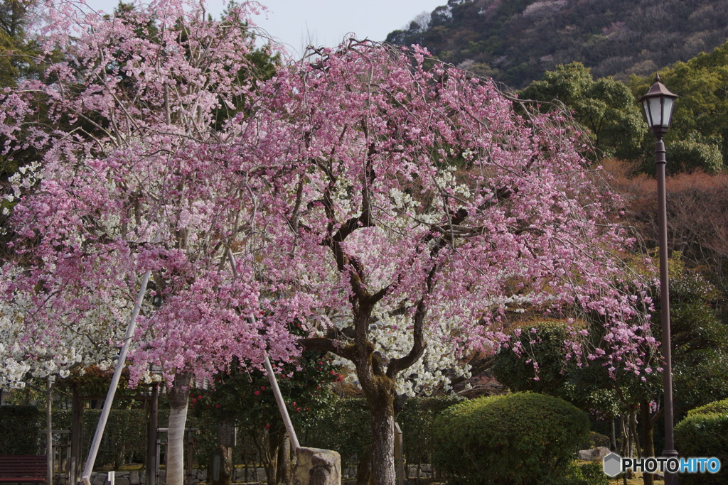 桜の饗宴