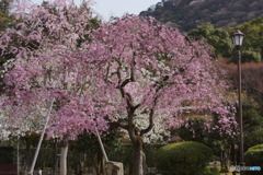 桜の饗宴