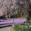 花絨毯と八重桜の饗宴