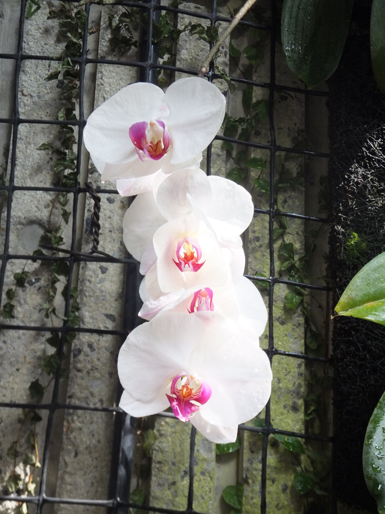 花が少ないかな？