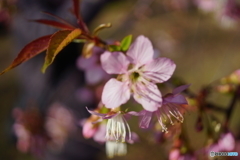 ヒマラヤ桜　2