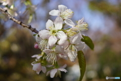 ヒマラヤ桜