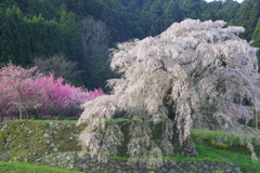 又兵衛桜