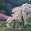 又兵衛桜