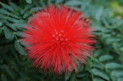 REDBALL花