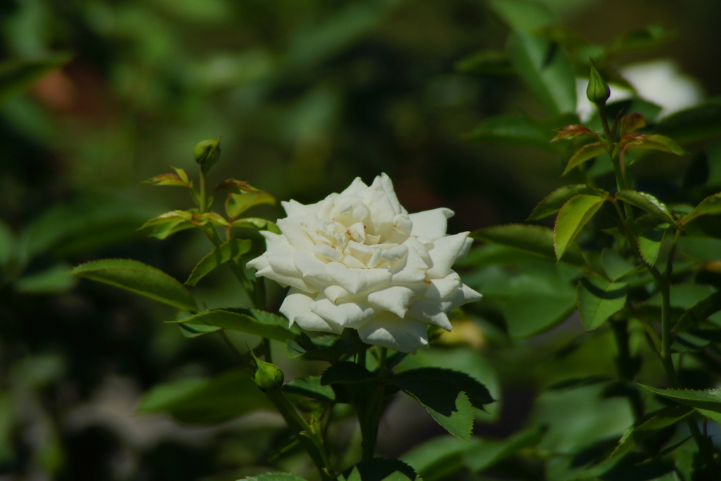 秋の薔薇が