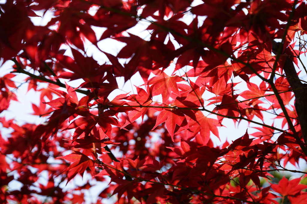 春の紅葉