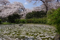 枝垂れ桜＆花筏