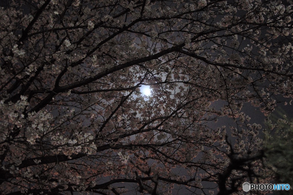 満月と満開の桜
