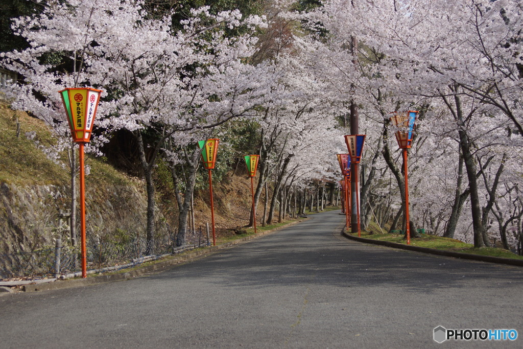 早朝の桜並木