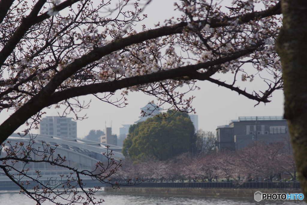 桜と大阪城