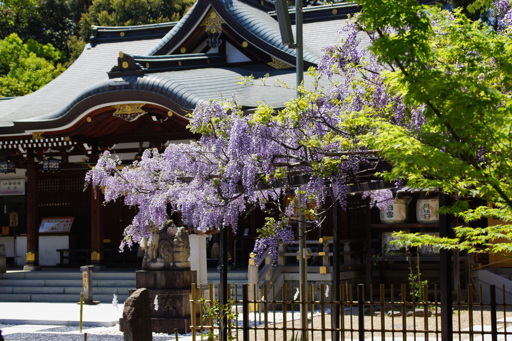 辛國神社の藤