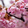 今年の河津桜