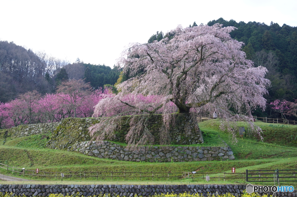 又兵衛桜