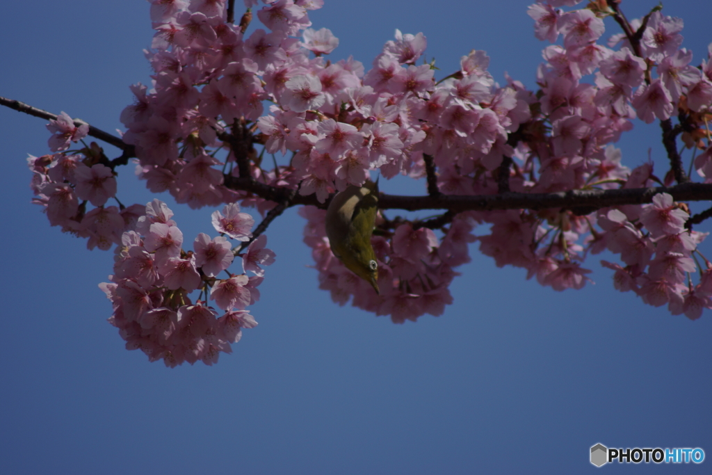 満開の桜とメジロさん