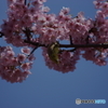 満開の桜とメジロさん