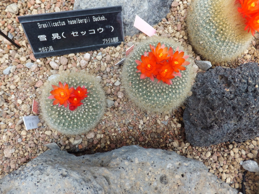 サボテン