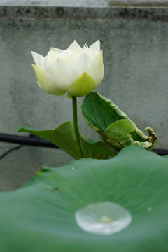 露の時期の蓮