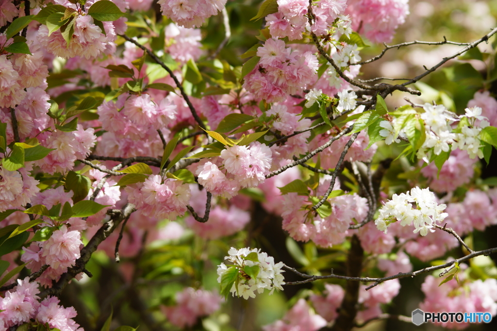 八重桜と共に