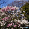 紅白の梅