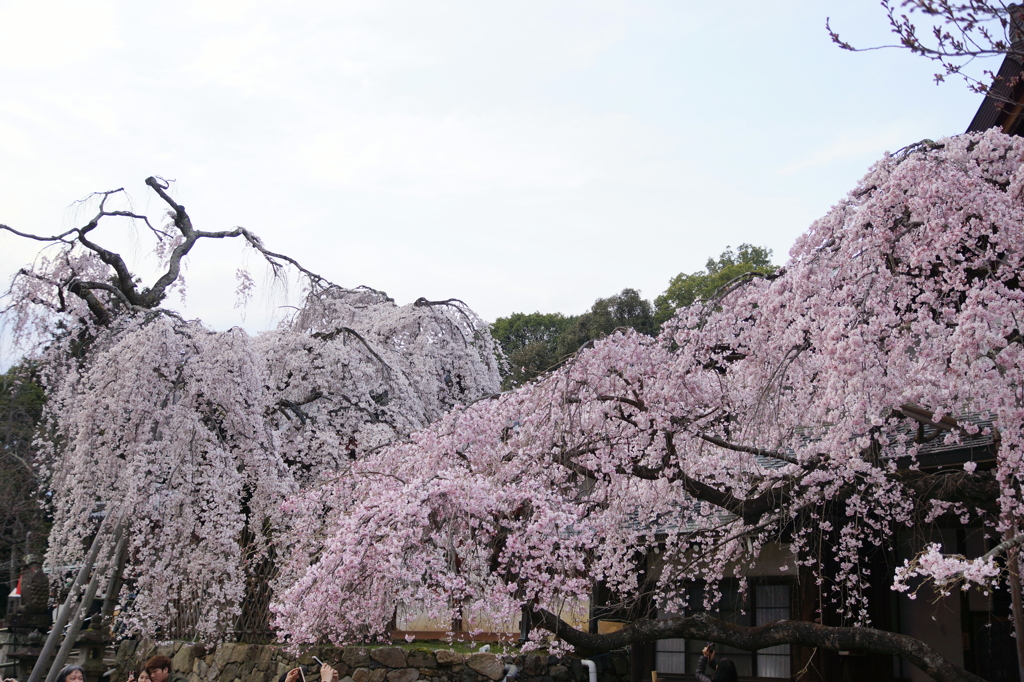 早咲きの枝垂れ桜