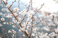 梅　2011