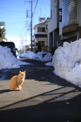 雪の中、何を思う？