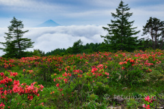 雲上の花園-2022