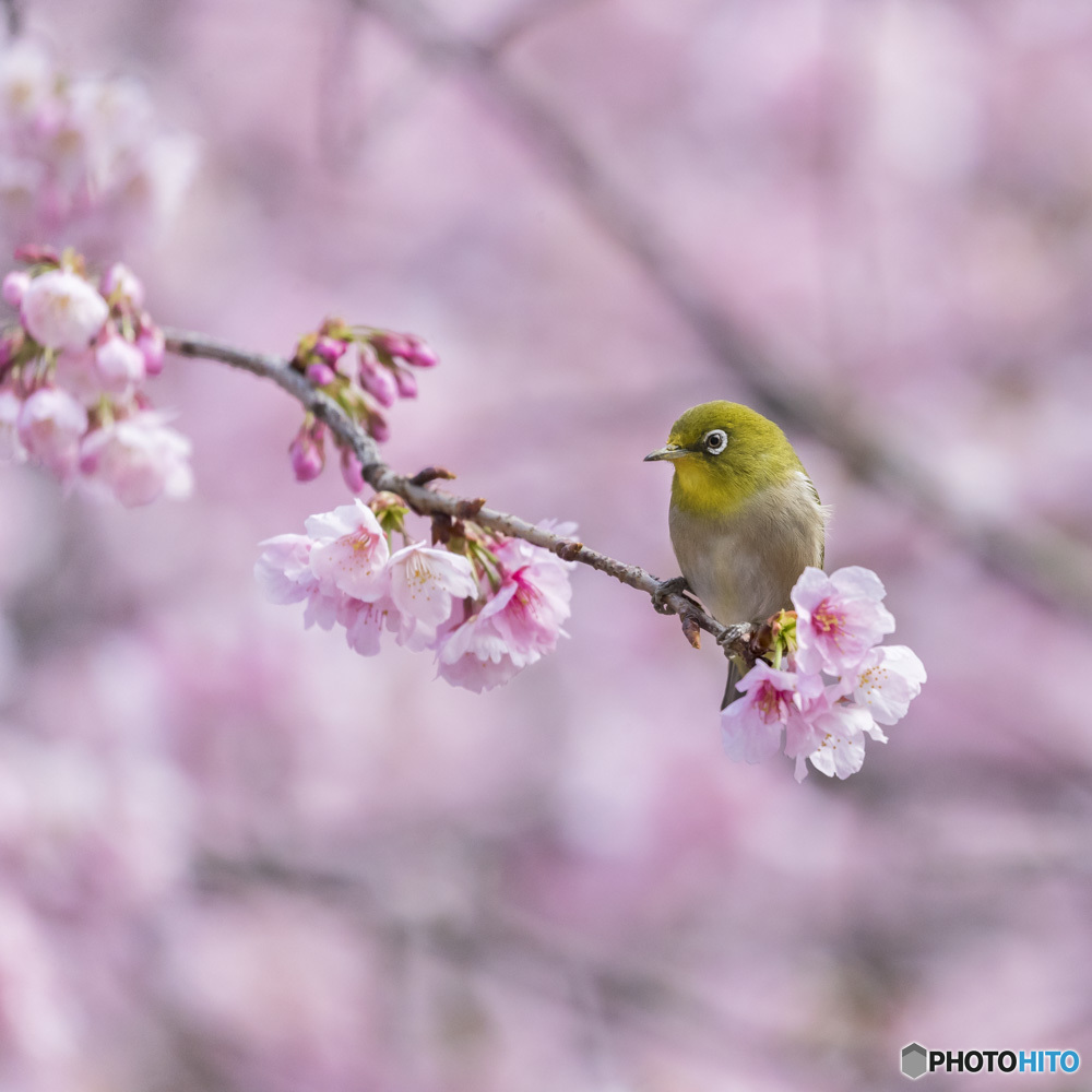 春来る