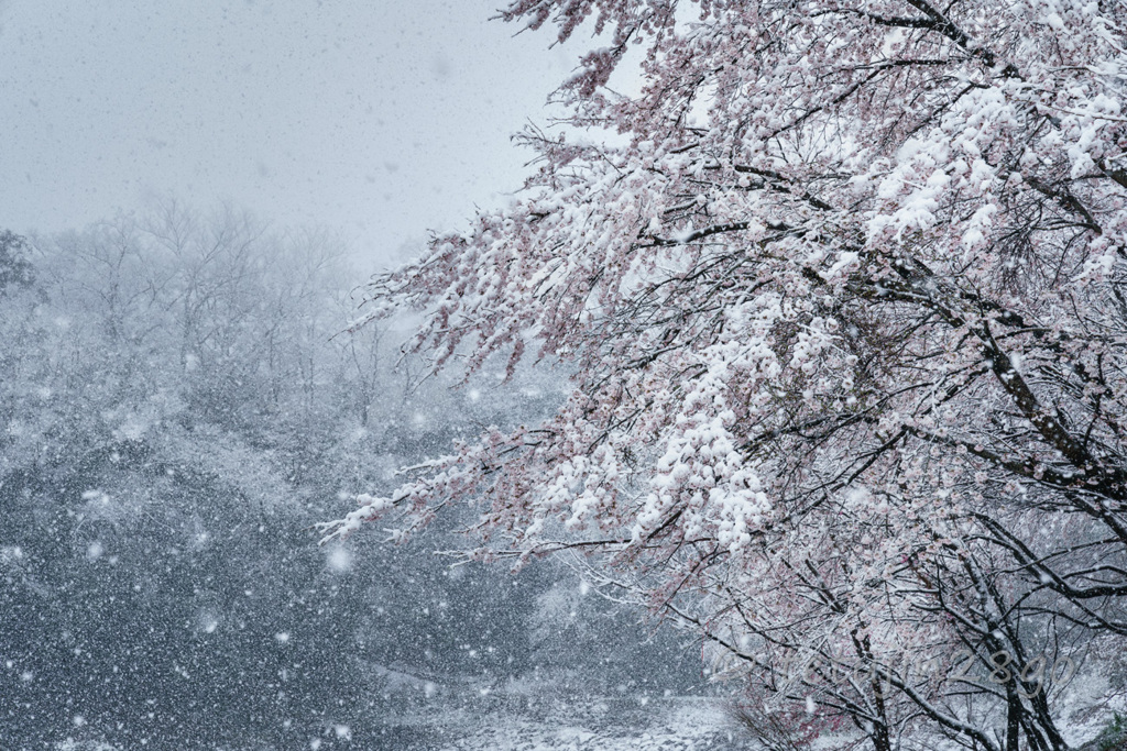 風雪に耐えて