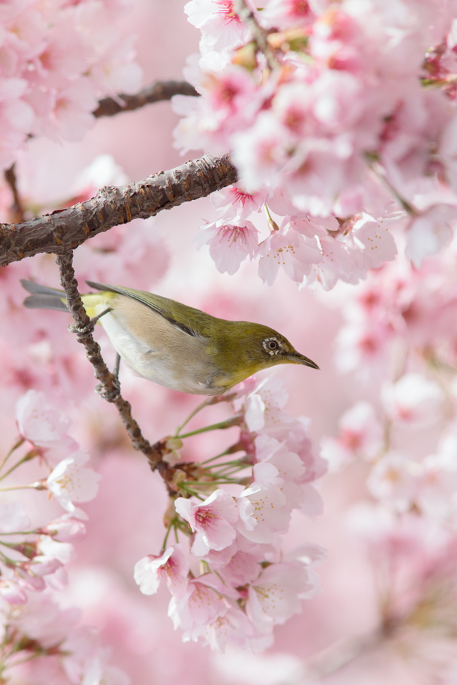 春色に染まる