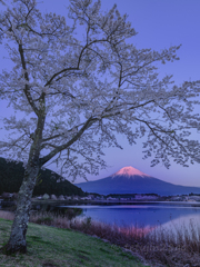 一本桜と紅富士