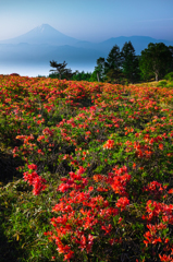 天上の花園Ⅷ