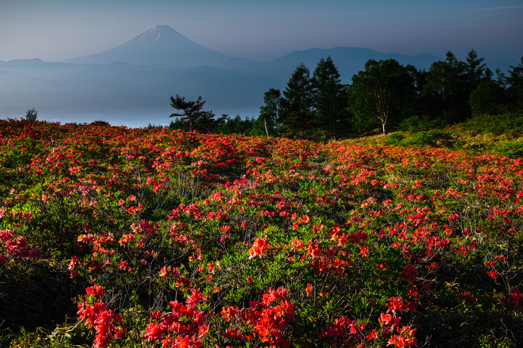 天上の花園Ⅵ　