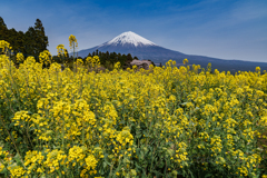 菜の花と富士