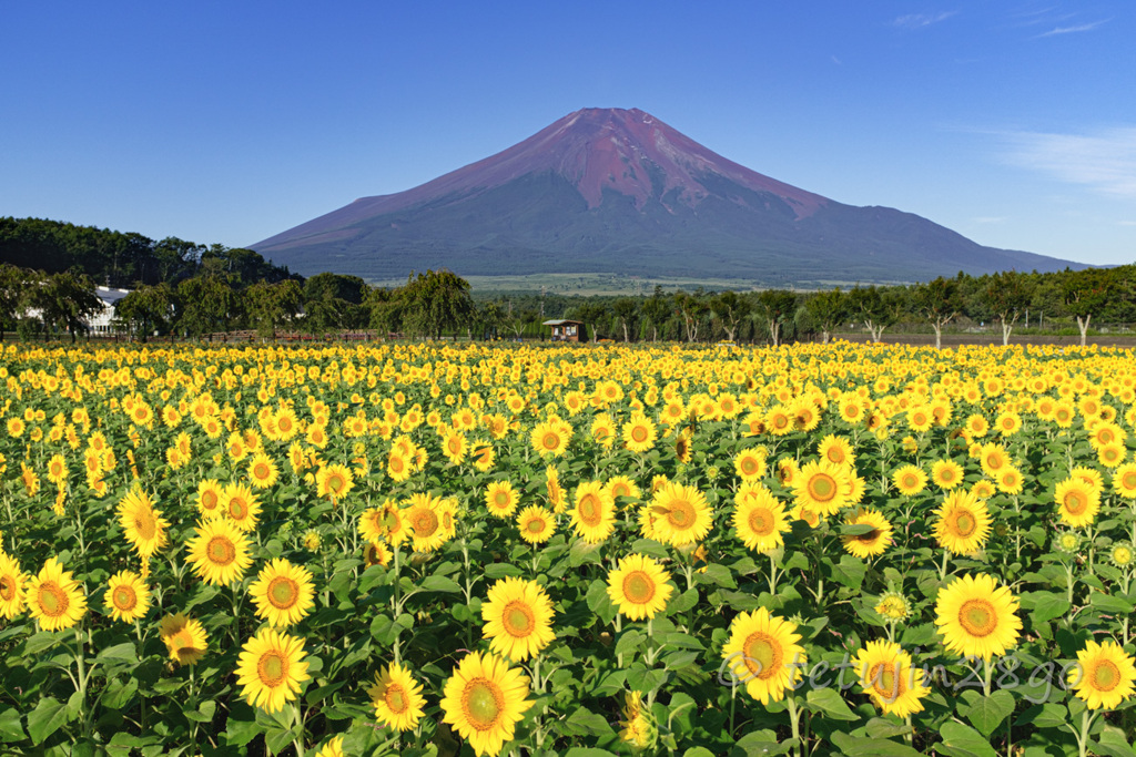 夏の花