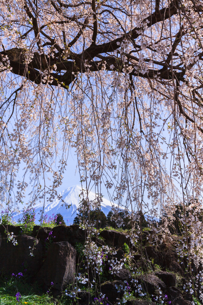 花すだれの富士Ⅳ　