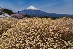 ミツマタの花