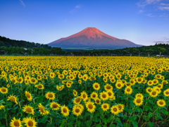 盛夏の朝