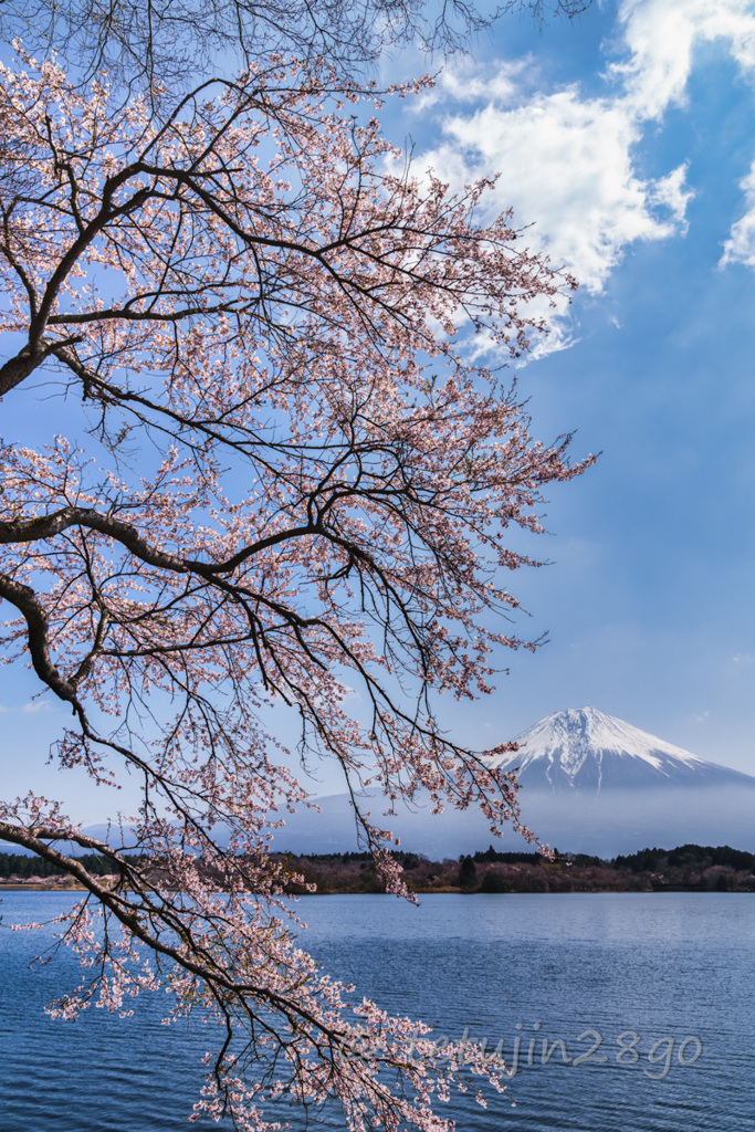 湖畔の春