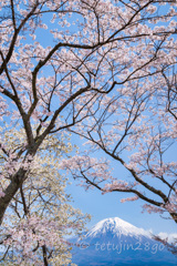 桜色に包まれて