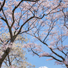 桜色に包まれて